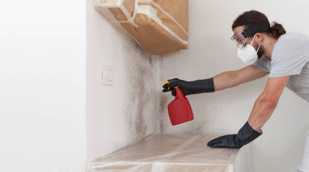Professional Black Mold Removal technician working in Basking Ridge, NJ