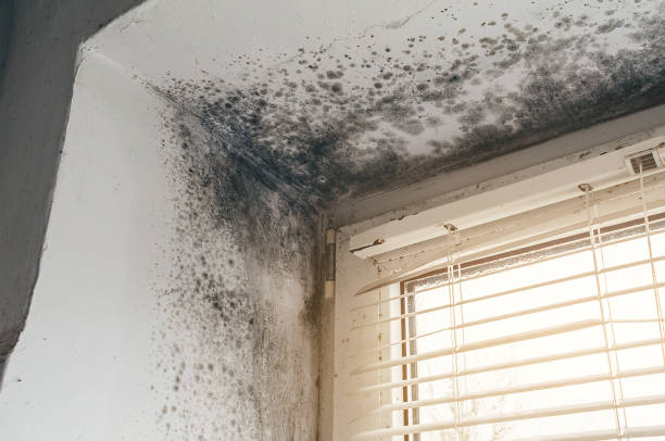 Trusted Mold Inspection service in Basking Ridge, NJ - Cheap Mold Removal