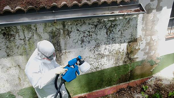 Trusted Black Mold Removal service in Basking Ridge, NJ - Cheap Mold Removal